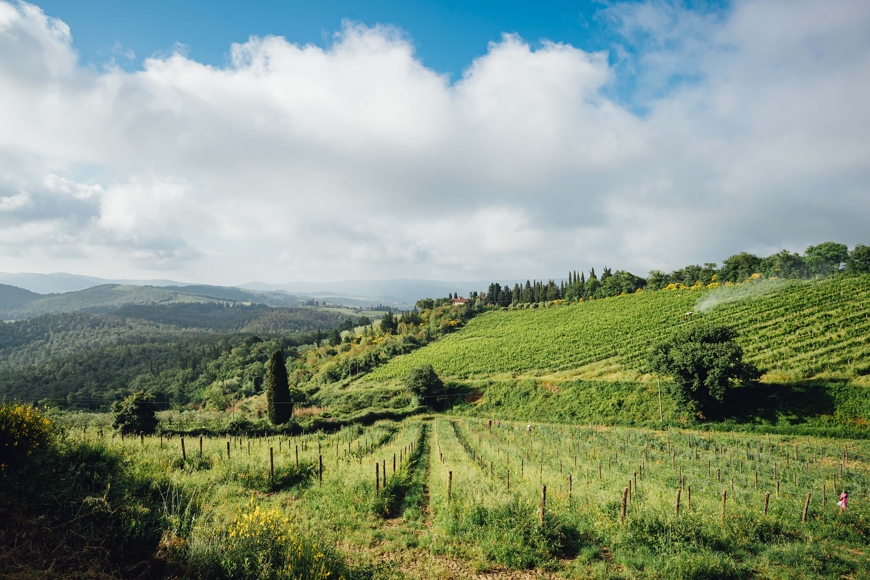 Chianti Classico