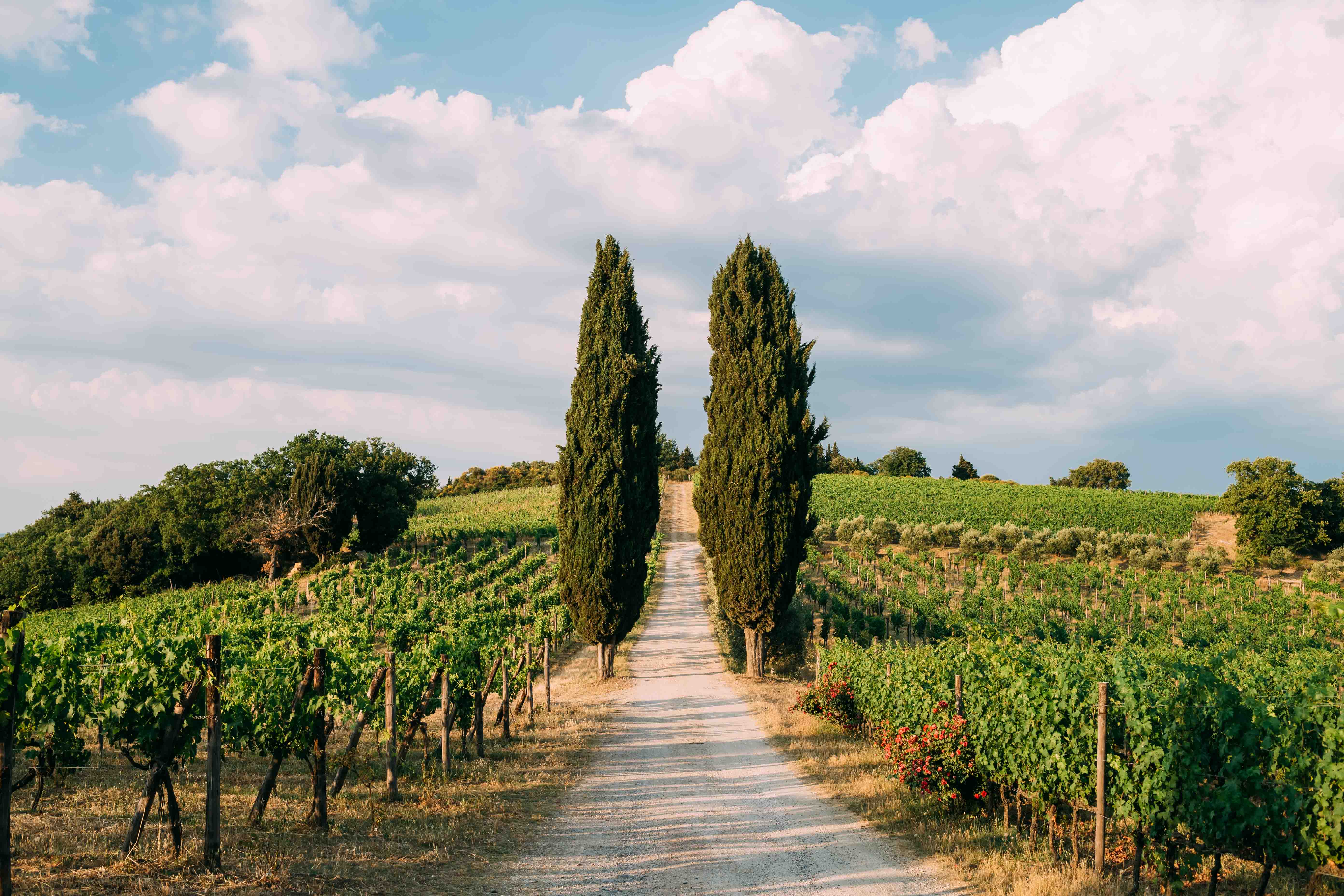 Vecchie Terre Di Montefili